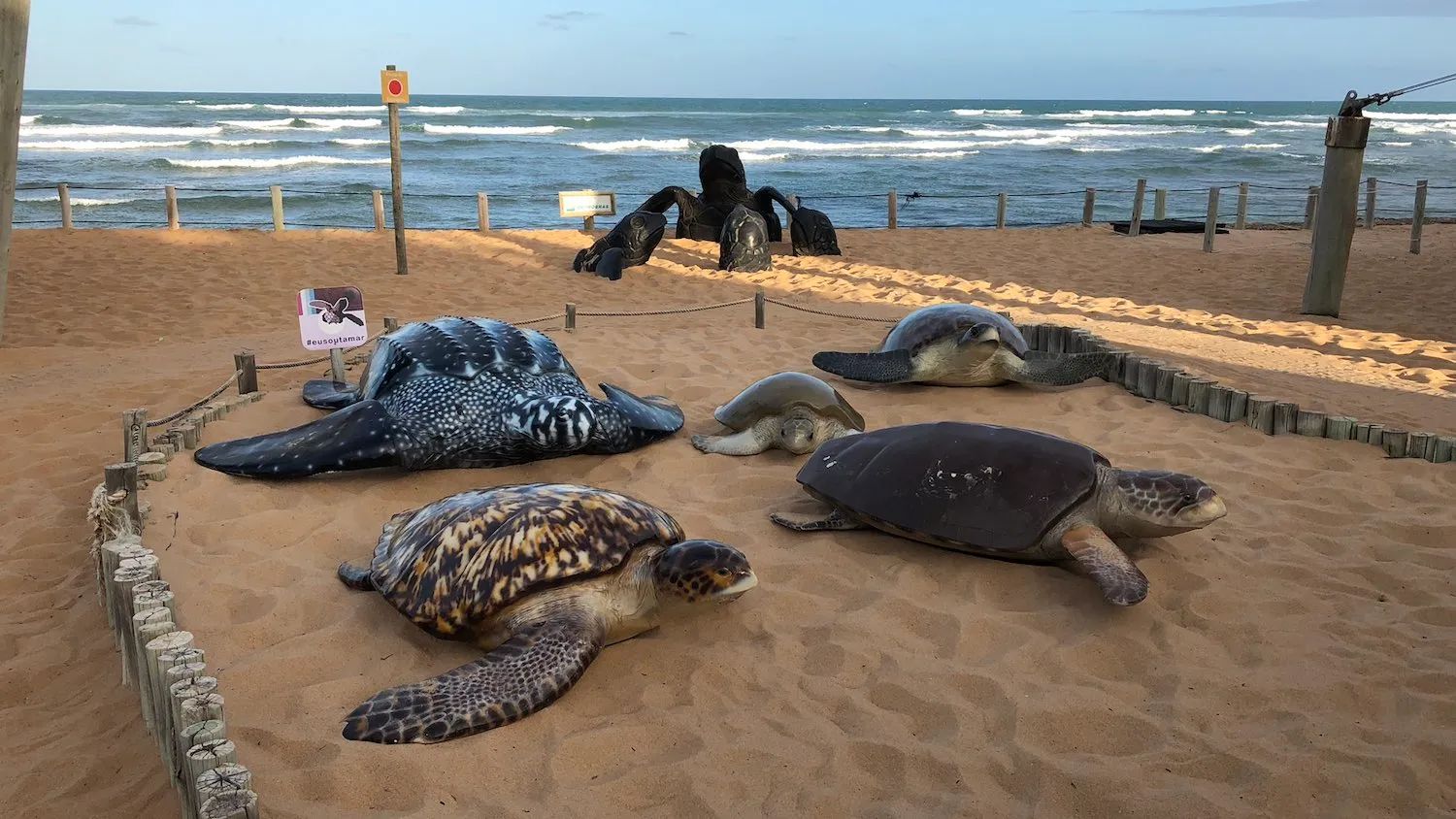 projeto-tamar-praia-do-forte-tartarugas